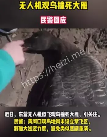 山东东营无人机撞大雁